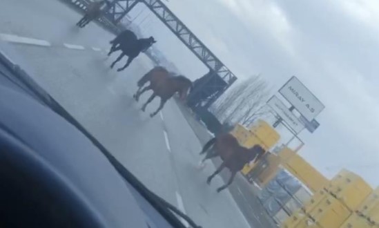 Bursa’da ana yolda gezen atlar faciaya davetiye çıkarıyor Bursa’da ana yolda gezen atlar faciaya davetiye çıkarıyor