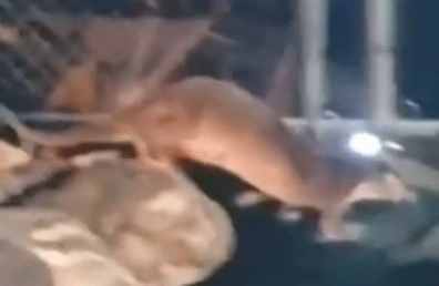 Nesli tükenme tehlikesi altındaki su samurları ailesi görüntülendi Nesli tükenme tehlikesi altındaki su samurları ailesi görüntülendi