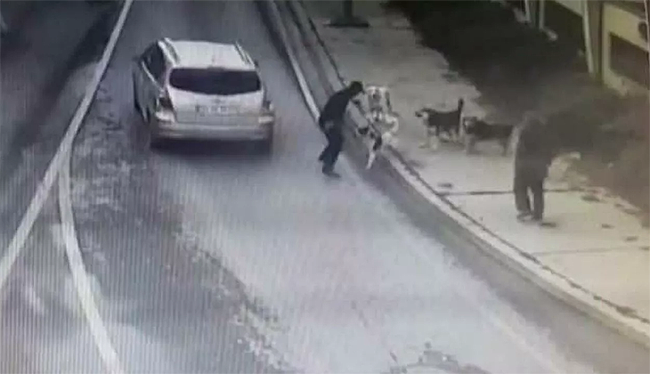 Bakırköy’de yürüyüş yapan kişi 6 köpeğin saldırısına uğradı