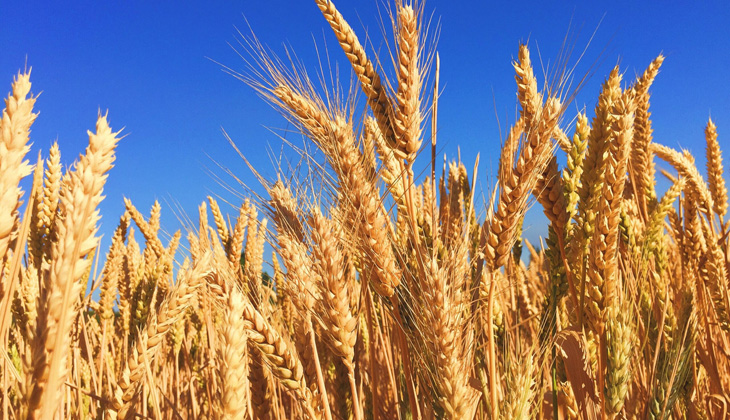‘Arpa ve buğday fiyatları çiftçi ve üreticiyi daha da zor duruma düşürecek’