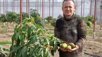 ‘Meyvelerin kralı’ mangonun tanesi bahçede 40 lira