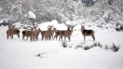 Bursa’da kızıl geyikler havadan görüntülendi