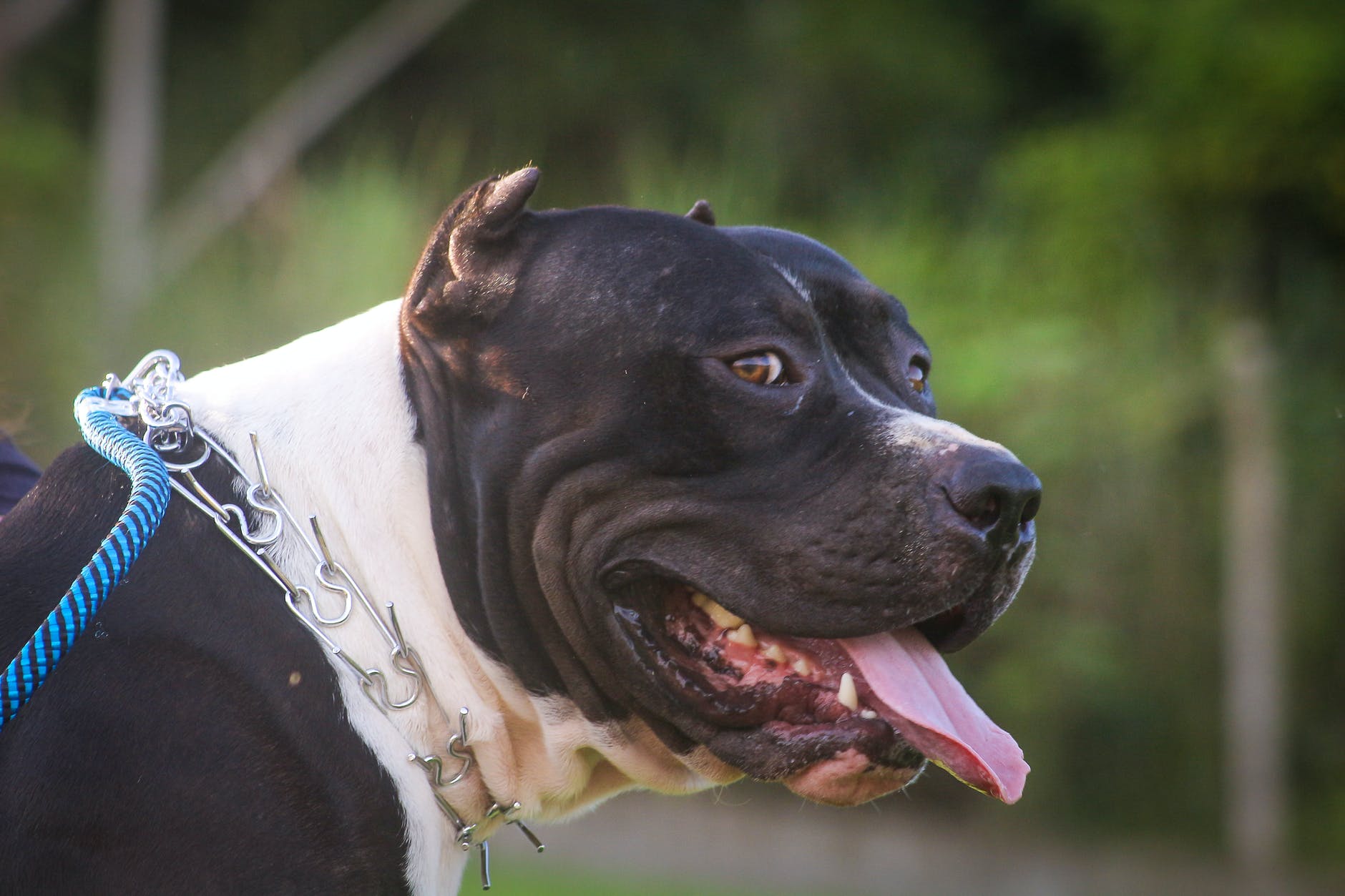 Gaziantep’te pitbull cinsi köpeğin saldırdığı kişi yaralandı