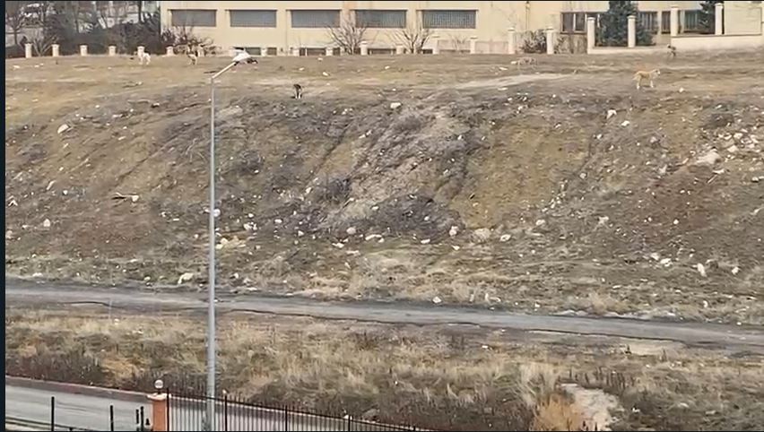 Başkentteki başıboş köpek sürüsü 11 yaşındaki çocuğa saldırdı