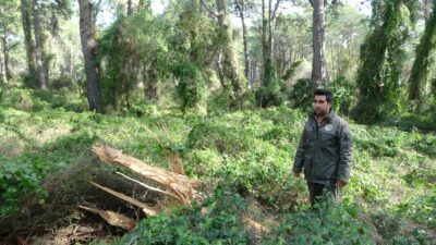 ‘Orman görevlisiyim’ dedi, 50 ağacı keserek götürdü
