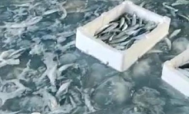 Ağlar denizanasıyla doldu; üniversiteden ‘dokunmayın’ uyarısı geldi