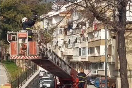 Bursa’da ağaçta asılı kalan kuşu itfaiye ekipleri kurtardı