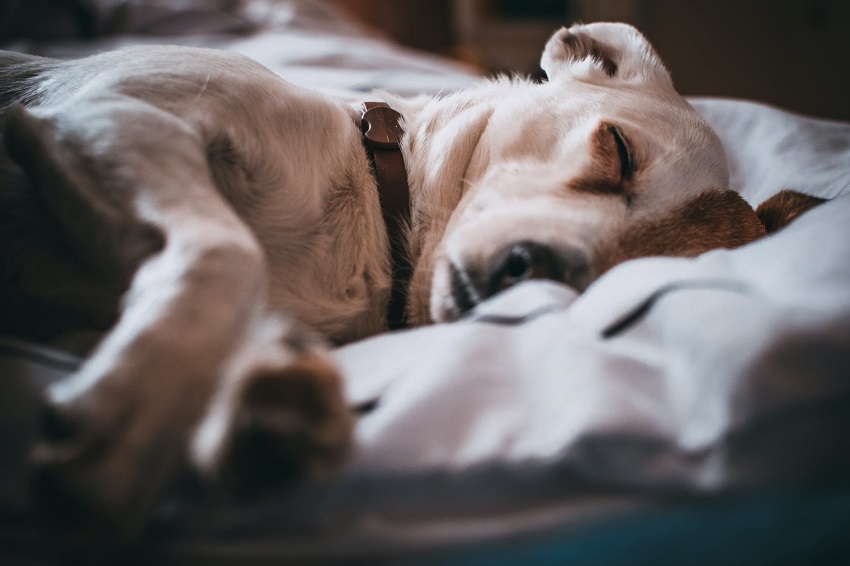 Köpeği anestezisiz kısırlaştıran veteriner hekim hakkında soruşturma