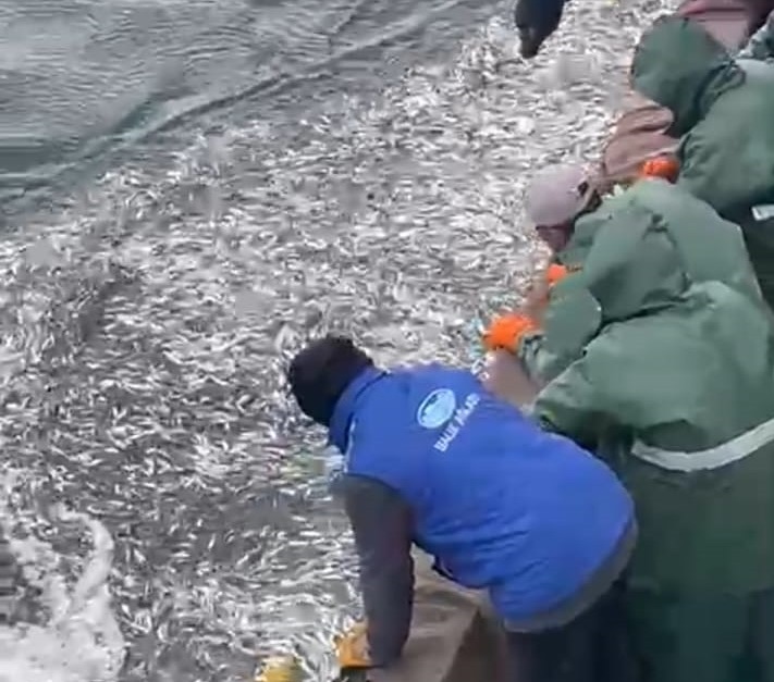 5 ton istavriti denize geri bıraktı