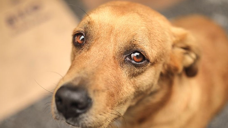 Ankara’da iki köpeği tüfekle öldüren kişi tutuklandı