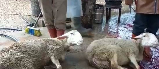Bursa’da savaş bitsin diye 40 koç kesti