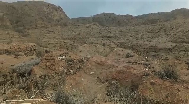 Elazığ’da koruma altındaki dağ keçileri sürü halinde görüntülendi