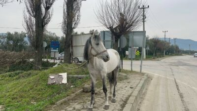 Bursa’da yol ortasında ağaca bağlı atı görenler şaşırdı