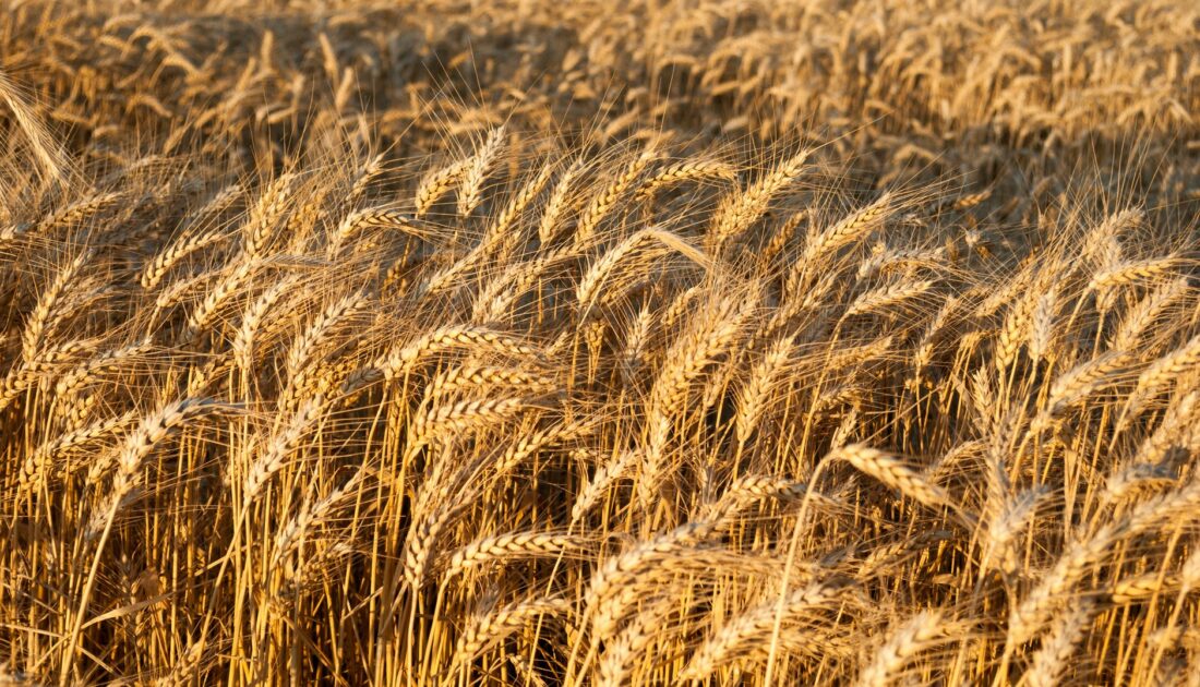 TMO’dan buğdaya zam: Ekmek ve un fiyatlarına yansıyacak