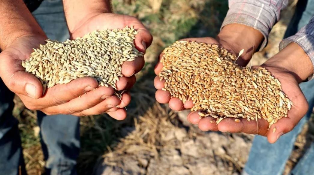Tarıma ek destek: Girdi ve tohum desteği hangi ürünlerde? Destekler yeterli mi?
