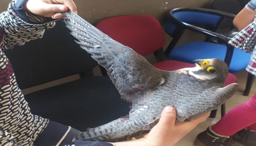 Dünyanın en hızlı uçan kuşu, Hatay’da yaralı halde bulundu