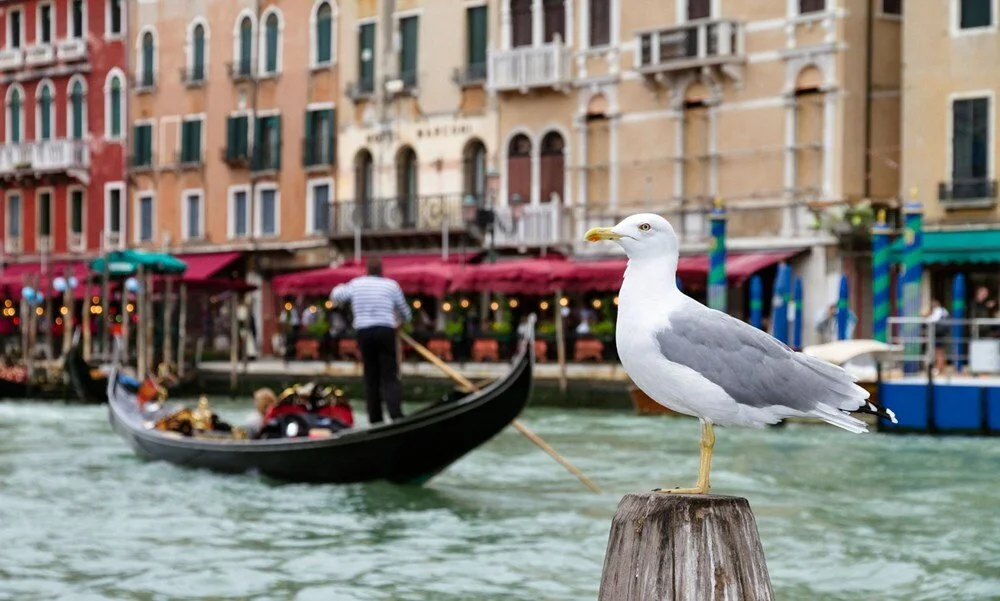 Venedik’te martı problemi: Konuklarını su tabancalarıyla donattılar