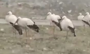 Bursa’da leylekler soğuktan donmak üzere