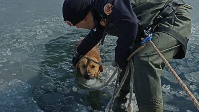 Bursa’da gölete düşen köpeği donmak üzereyken kurtardılar