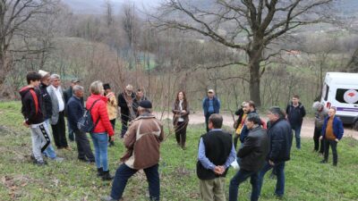 Çiftçilere Trabzon hurması budama eğitimi