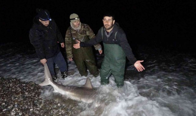 Kuzu balığı yakaladık zannederken 2 metrelik köpek balığı çektiler