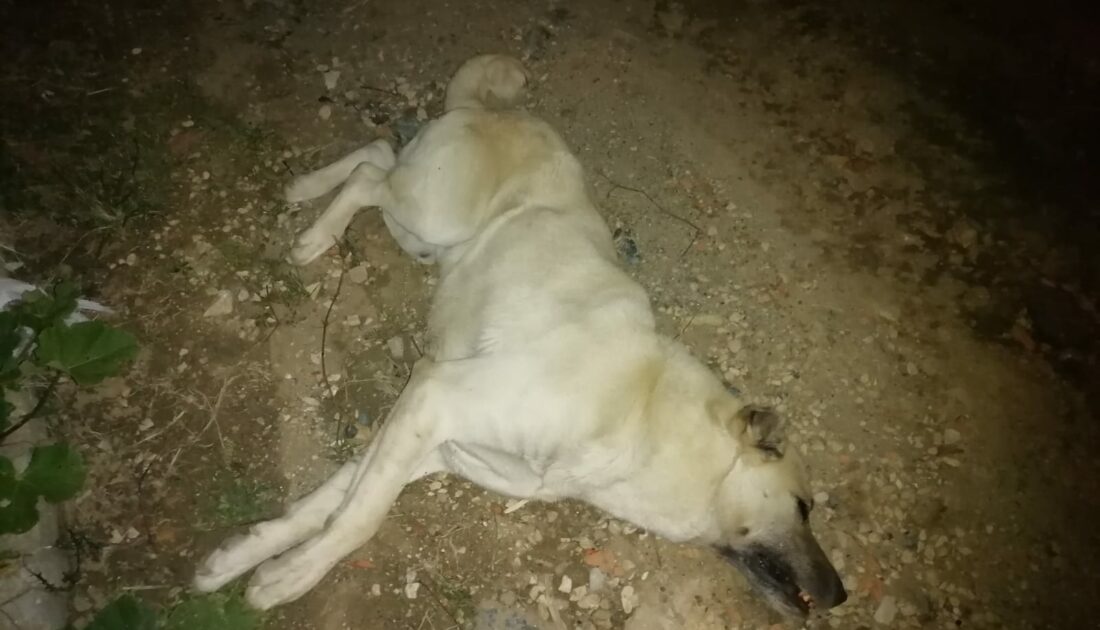 Bursa’da zehirlenen 9 köpek öldü