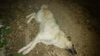 Bursa’da zehirlenen 9 köpek öldü
