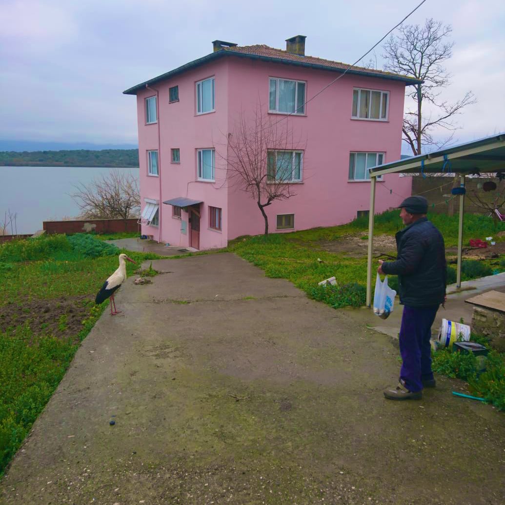 Yaren leylek Bursa’ya döndü! Adem amca gelmeyince evinin bahçesine kondu!