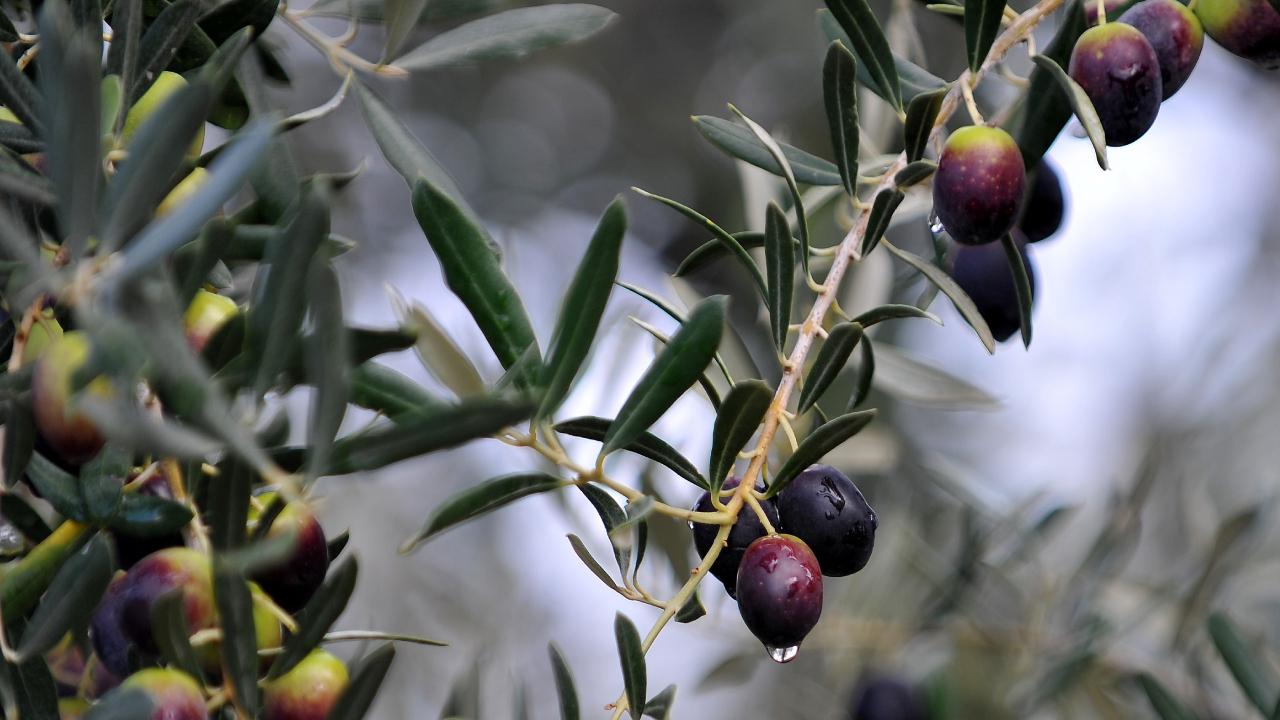 Enerji ve Tabii Kaynaklar Bakanlığı: Zeytin ağaçları kesilmeyecek, taşınacak