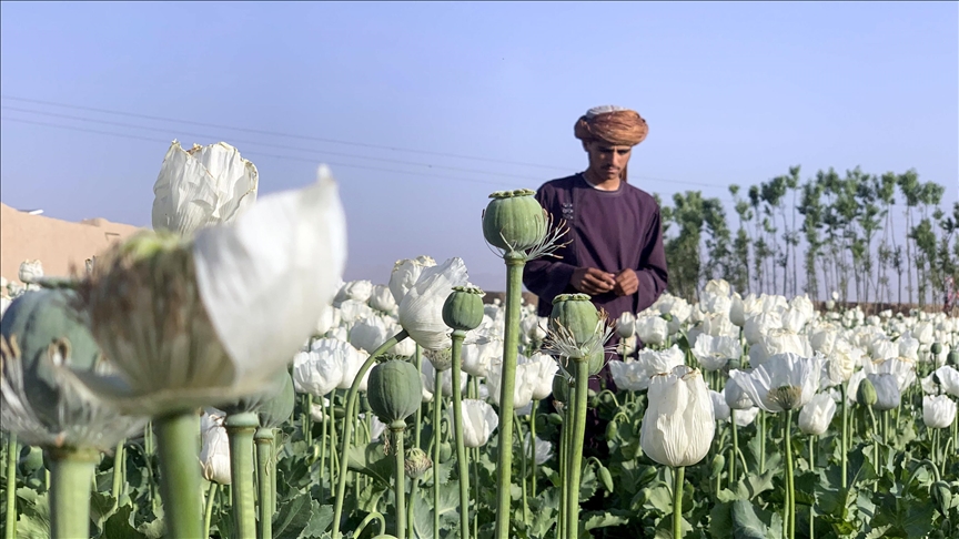 Taliban, haşhaş ekimini tamamen yasakladı