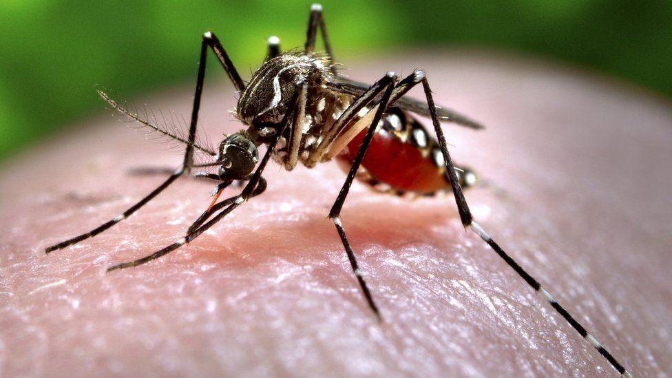Bilim insanları Zika virüsünde olası bir mutasyona karşı uyardı