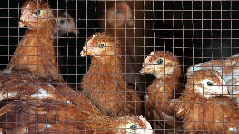 Çin’de kuş gribinin H3N8 türüne ilk kez bir insanda rastlandı