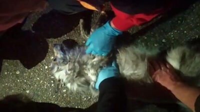 Bursa’da korkutan yangın! Köpeğe dakikalarca kalp masajı yaptılar