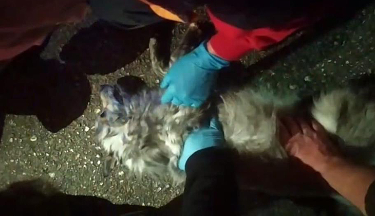 Bursa’da korkutan yangın! Köpeğe dakikalarca kalp masajı yaptılar