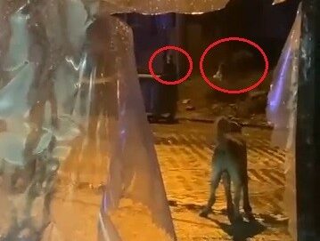 Uludağ’da günübirlikçi tatilcilerin ayı paniği