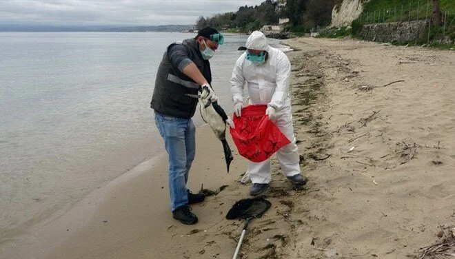 Karadeniz’deki kuş ölümlerinde virüs şüphesi