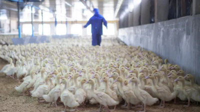 ABD’deki çiftliklerde kuş gribi vakaları artıyor