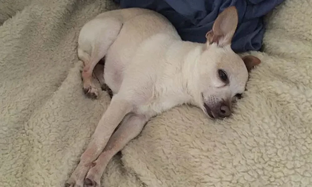 Dünyanın yaşayan en yaşlı köpeği