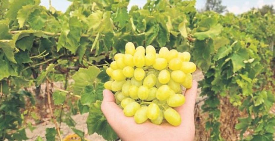 Turfanda üzümler Avrupa yolunda