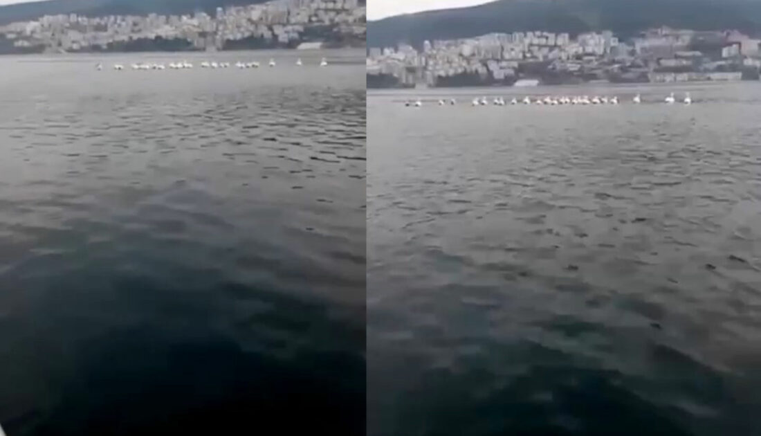Bursa’da pelikan sürüsü kameralara yansıdı