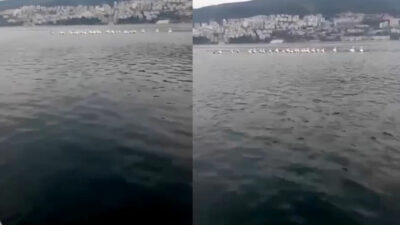 Bursa’da pelikan sürüsü kameralara yansıdı