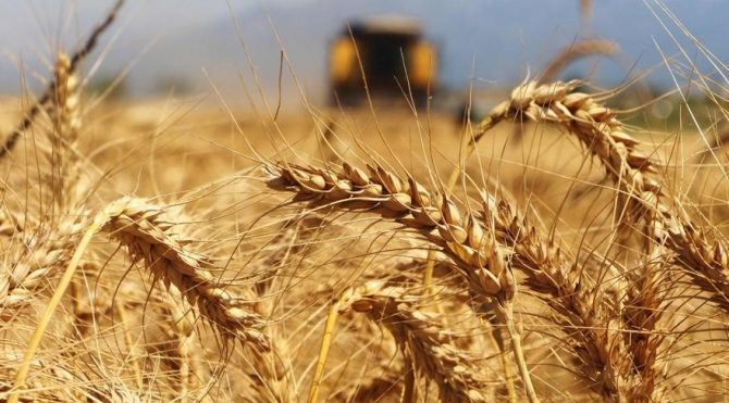 TMO’dan tepki çeken karar! Hasat ortasında buğday ithal edilecek