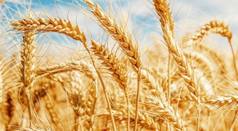 480 bin ton buğday ithalatı için iki ihale