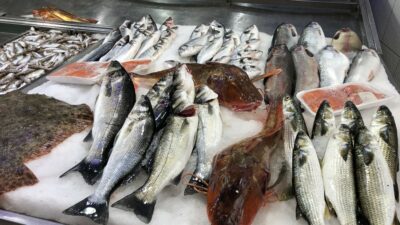 Kırlangıç balığı, kilosu 250 liradan satılıyor