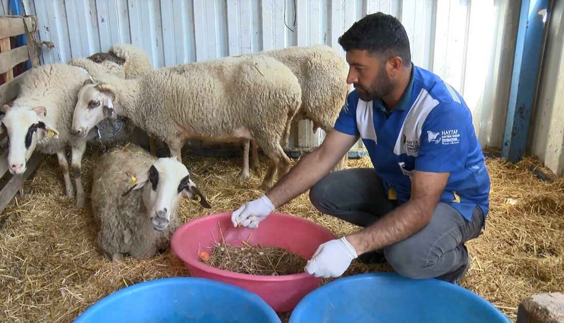Bursa’da kamyonet sürüye dalmıştı… Yaralanan koyunlar tedavi altına alındı