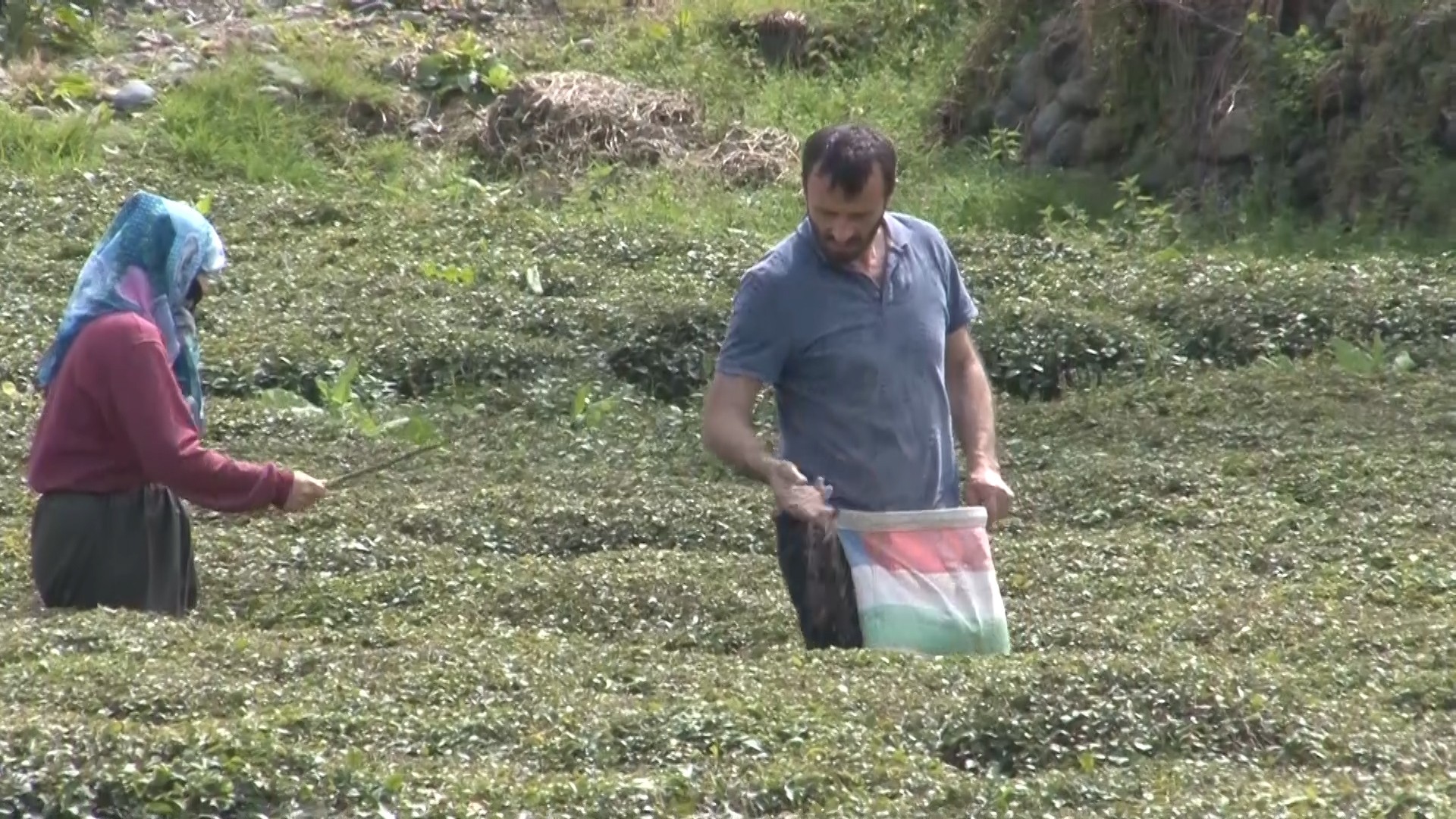 Doğu Karadeniz’i çay telaşı sardı