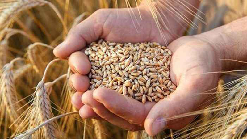 “Hükümetin ithal buğdaya verdiği fiyatı bize de vermesini istiyoruz”