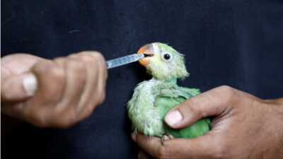 Hindistan’da aşırı sıcaklar susuz bıraktı; kuşlar yere düşmeye başladı