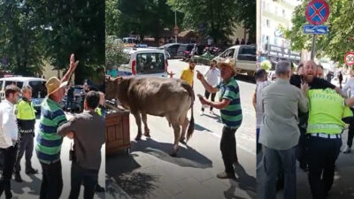 Bursa’da ahırına yıkım kararı çıkan çiftçi isyan etti