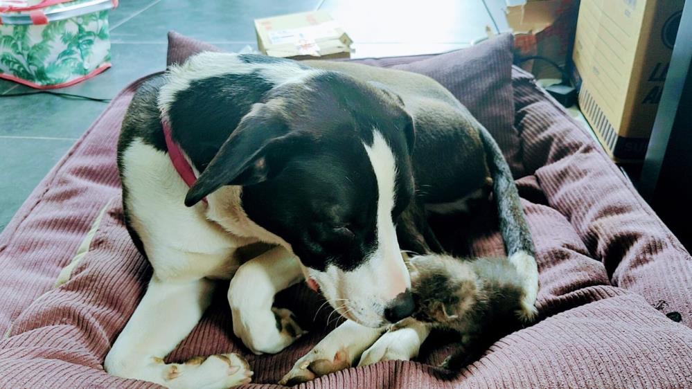 Bursa’da annesinin terk ettiği kediye köpek sahip çıktı Bursa’da annesinin terk ettiği kediye köpek sahip çıktı